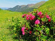 30 Rhododendron ferrugineum (Rododendri rossi) nei pratoni fioriti